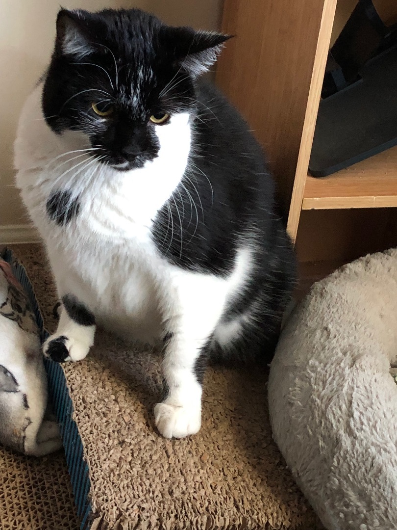 ChiChi, Adopted, Adult Female Domestic Short Hair.