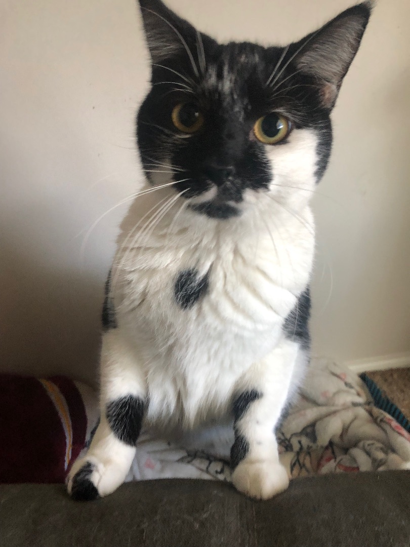 Enlarge ChiChi, a Adopted Domestic Short Hair in Jesup, GA image 2/6