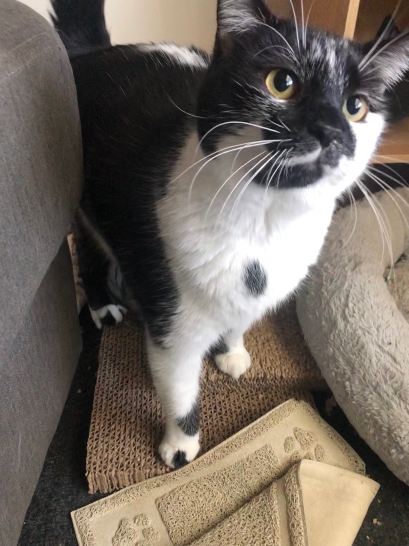 Enlarge ChiChi, a Adopted Domestic Short Hair in Jesup, GA image 3/6