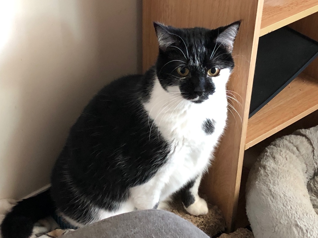 Enlarge ChiChi, a Adopted Domestic Short Hair in Jesup, GA image 4/6