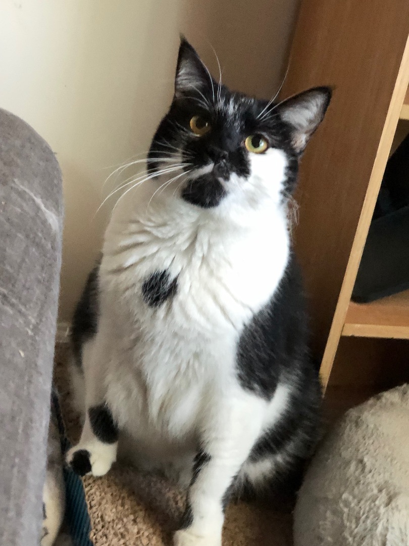 Enlarge ChiChi, a Adopted Domestic Short Hair in Jesup, GA image 5/6