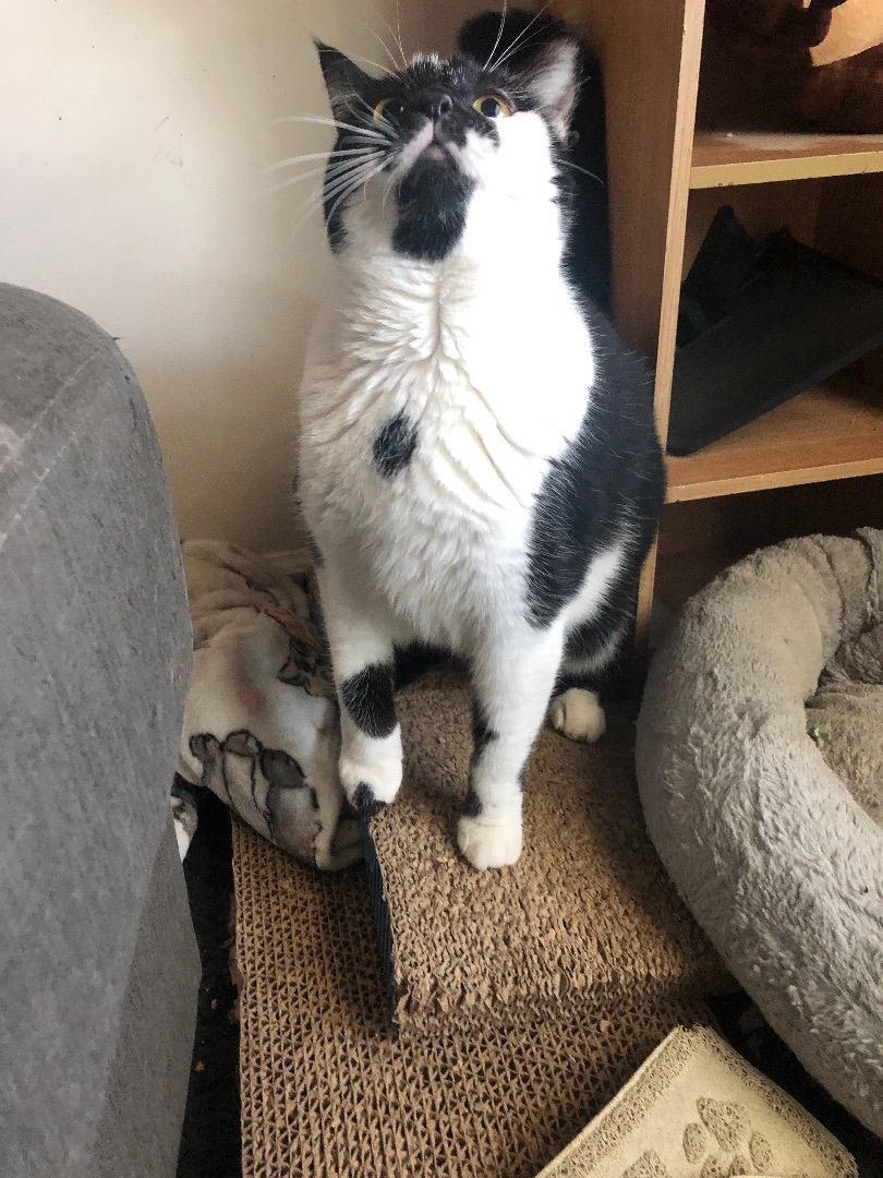 Enlarge ChiChi, a Adopted Domestic Short Hair in Jesup, GA image 6/6