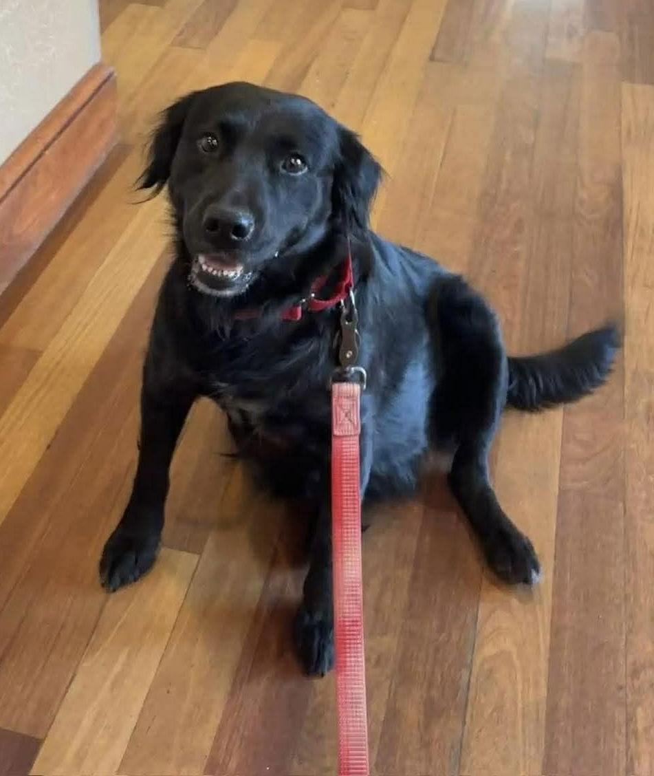 Middy, Adoptable, Adult Female Labrador Retriever.