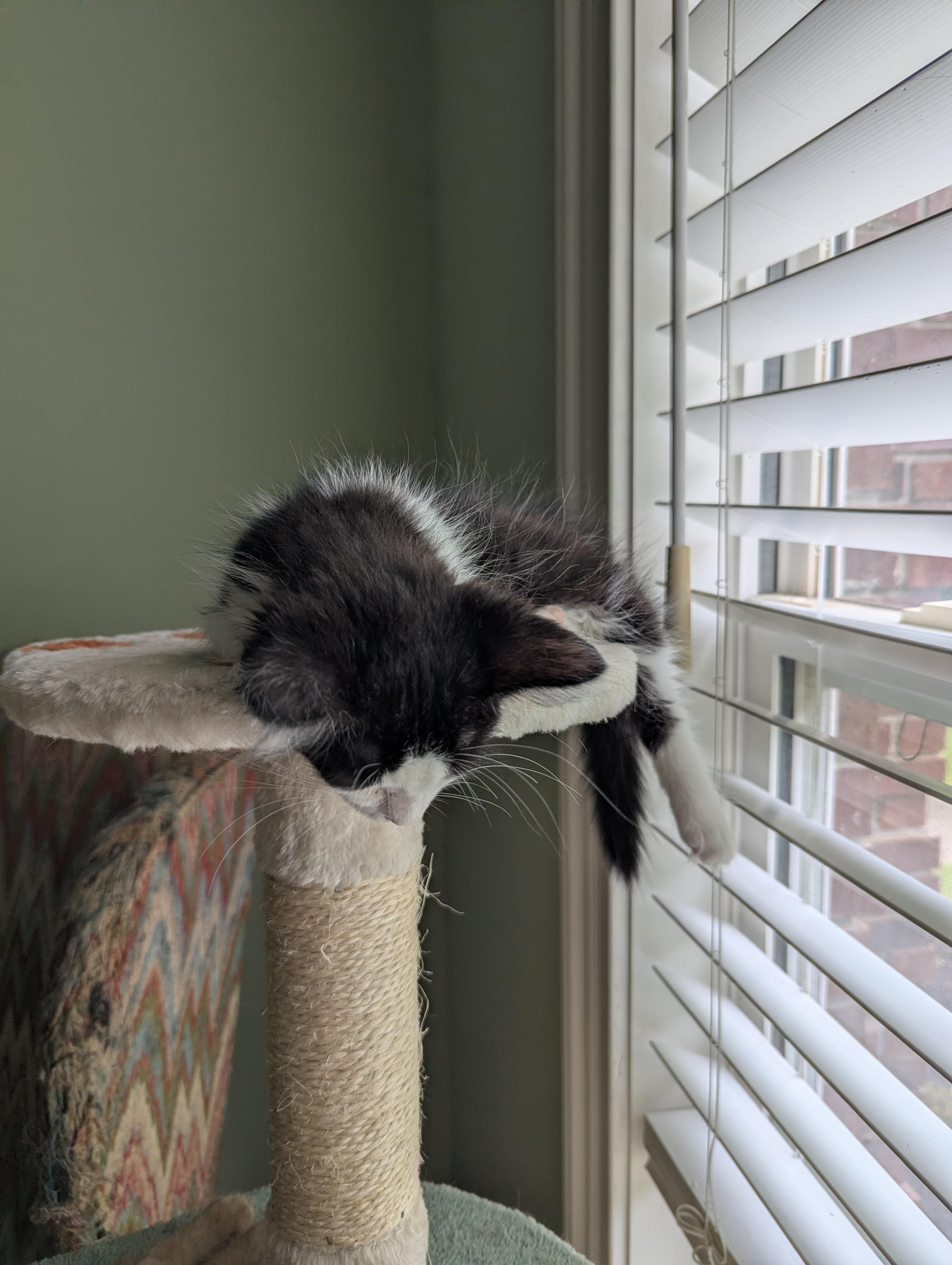 Bedhead, a Adoptable Domestic Long Hair in Malden, MA image 3/3