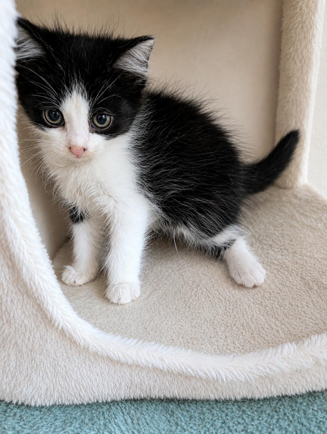 Bedhead, a Adoptable Domestic Long Hair in Malden, MA image 2/3