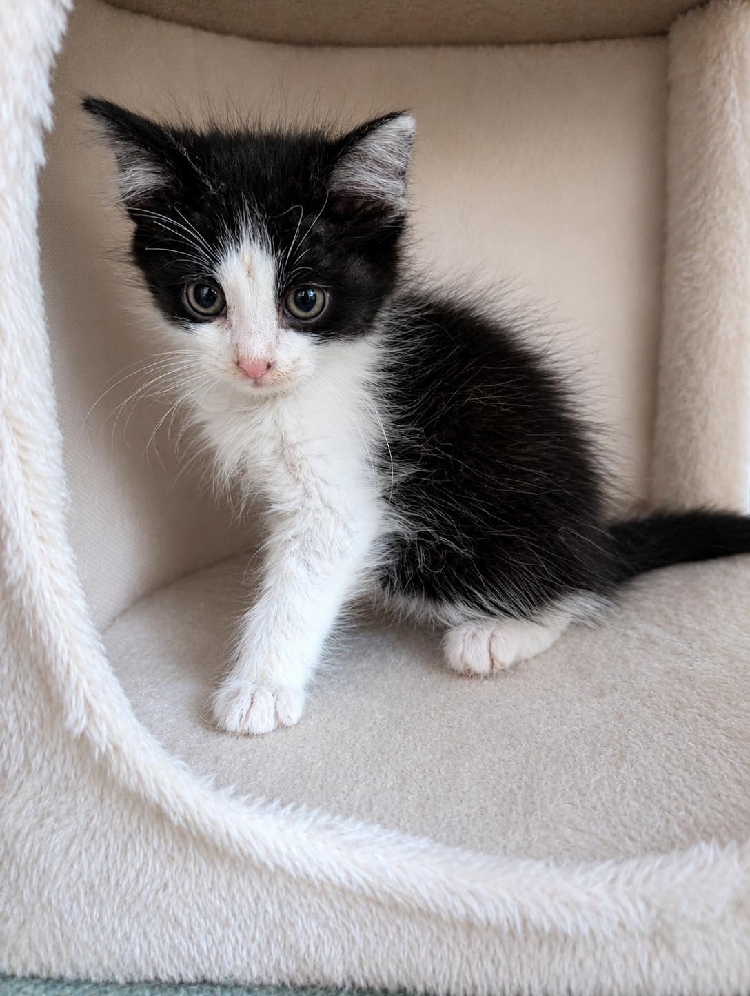 Bedhead, a Adoptable Domestic Long Hair in Malden, MA image 1/3