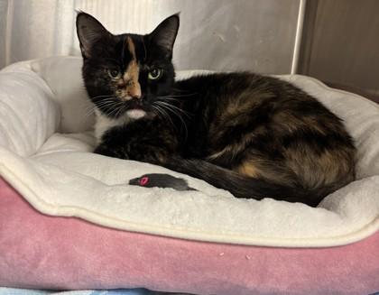 Enlarge Penny, a Adoptable mixed breed in Gainesville, FL image 1/1