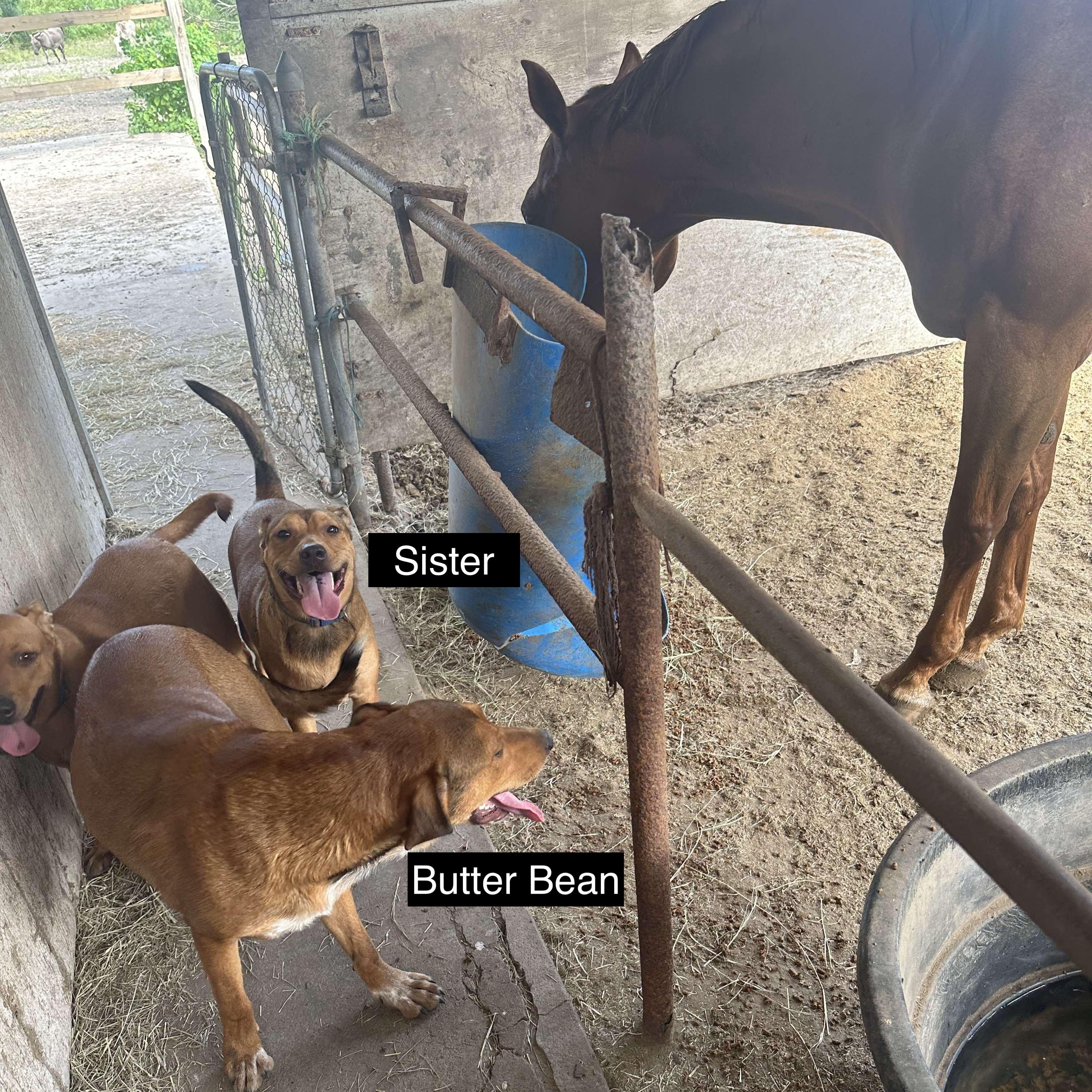 Butter Bean, Adoptable, Adult Male Shepherd & Terrier.