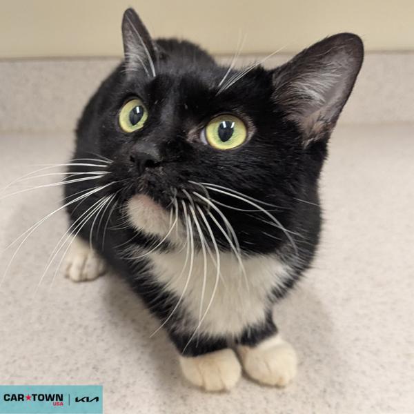 Enlarge Yzma, a Adoptable mixed breed in Lexington, KY image 1/1