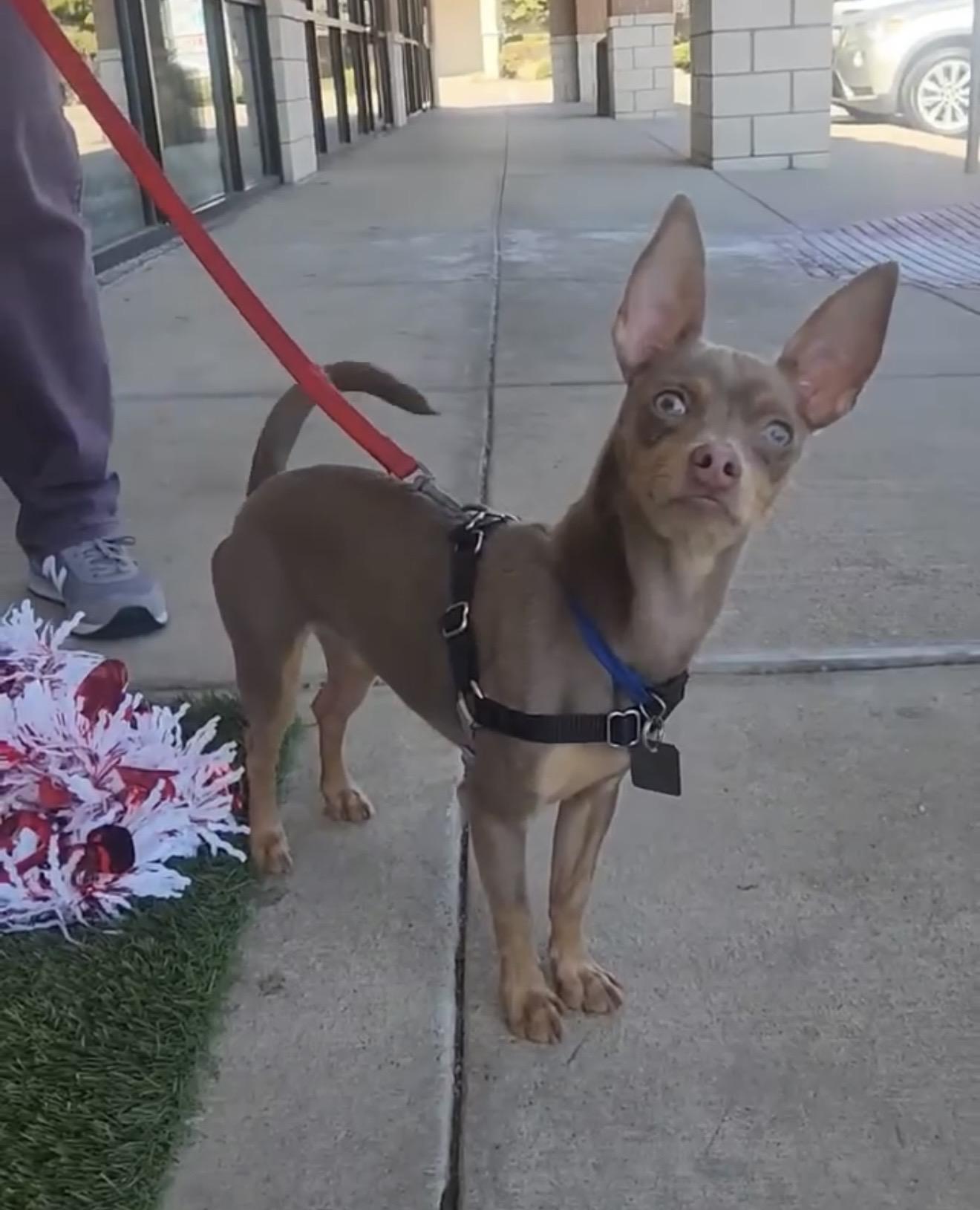 Enlarge Snoopy, a ADOPTABLE Chihuahua in Carrollton, TX image 1/5