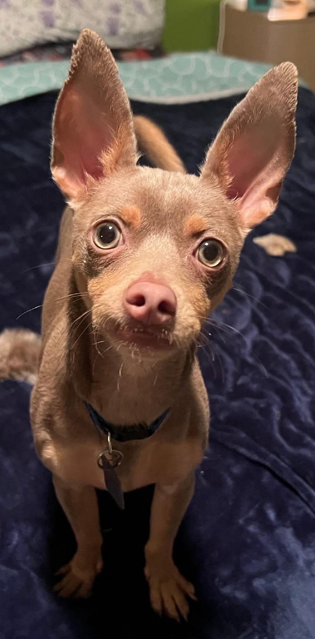 Enlarge Snoopy, a ADOPTABLE Chihuahua in Carrollton, TX image 4/5