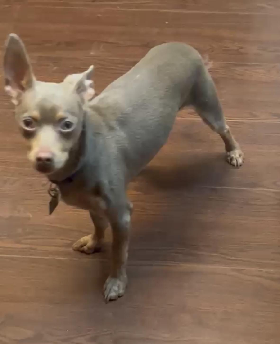 Enlarge Snoopy, a ADOPTABLE Chihuahua in Carrollton, TX image 5/5