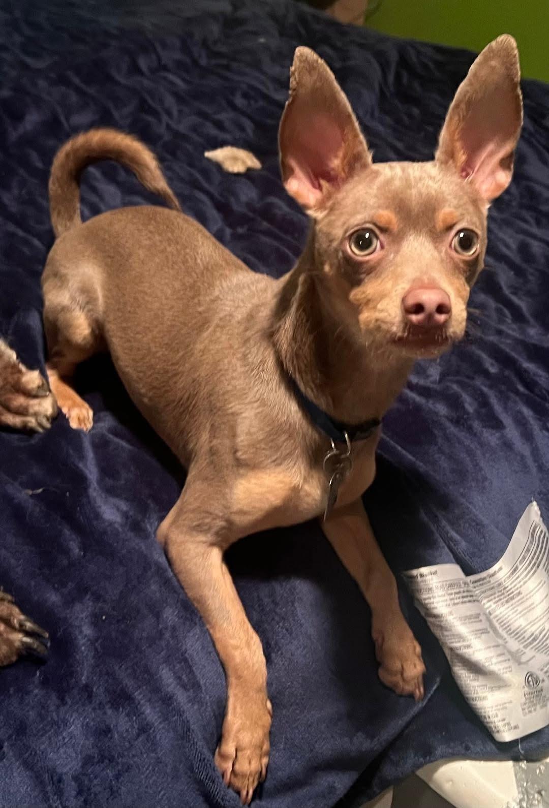 Enlarge Snoopy, a ADOPTABLE Chihuahua in Carrollton, TX image 2/5