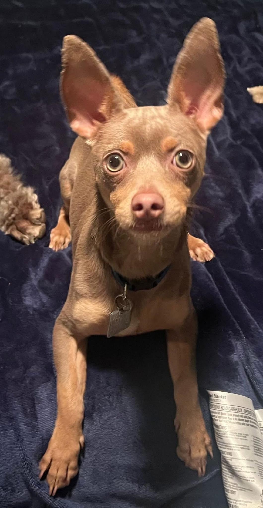 Enlarge Snoopy, a ADOPTABLE Chihuahua in Carrollton, TX image 3/5