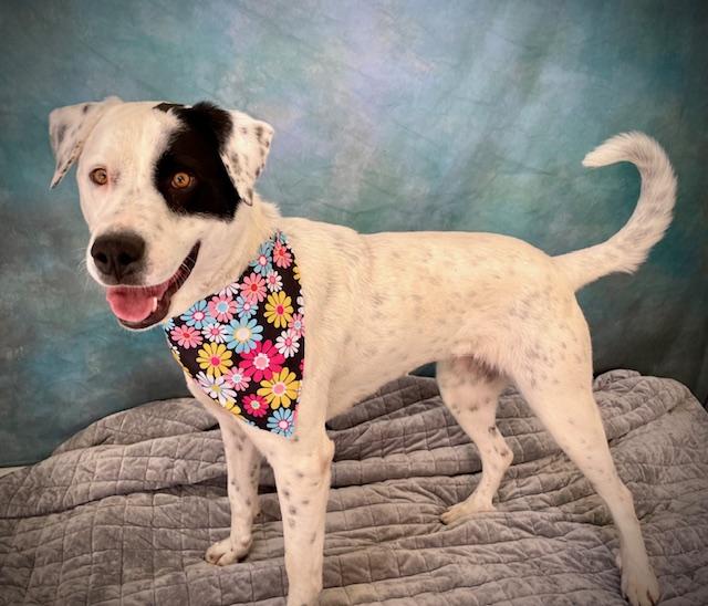 AYALA, Adoptable, Young Female Pointer & Great Pyrenees.