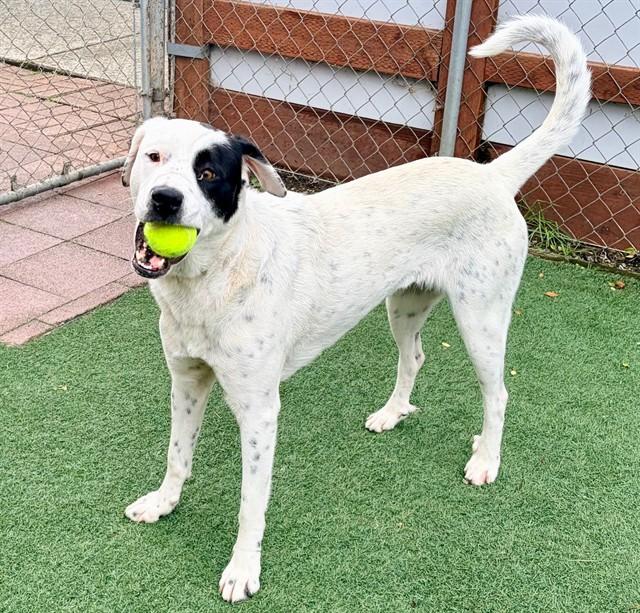 Enlarge DORCAS, a Adoptable mixed breed in Salinas, CA image 1/1