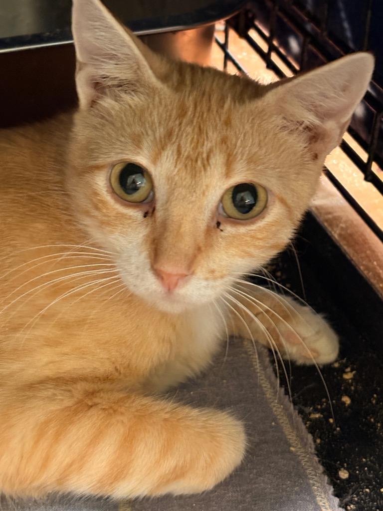 Winnie, Adoptable, Young Female Domestic Short Hair.