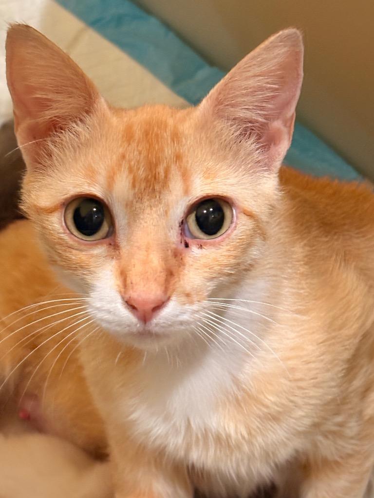 Enlarge Winnie, a Adoptable mixed breed in Spring, TX image 2/2