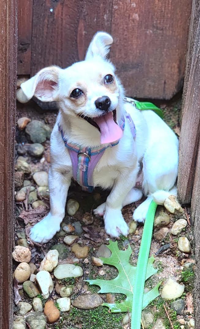 Fergie, a ADOPTABLE mixed breed in Cumming, GA image 3/6