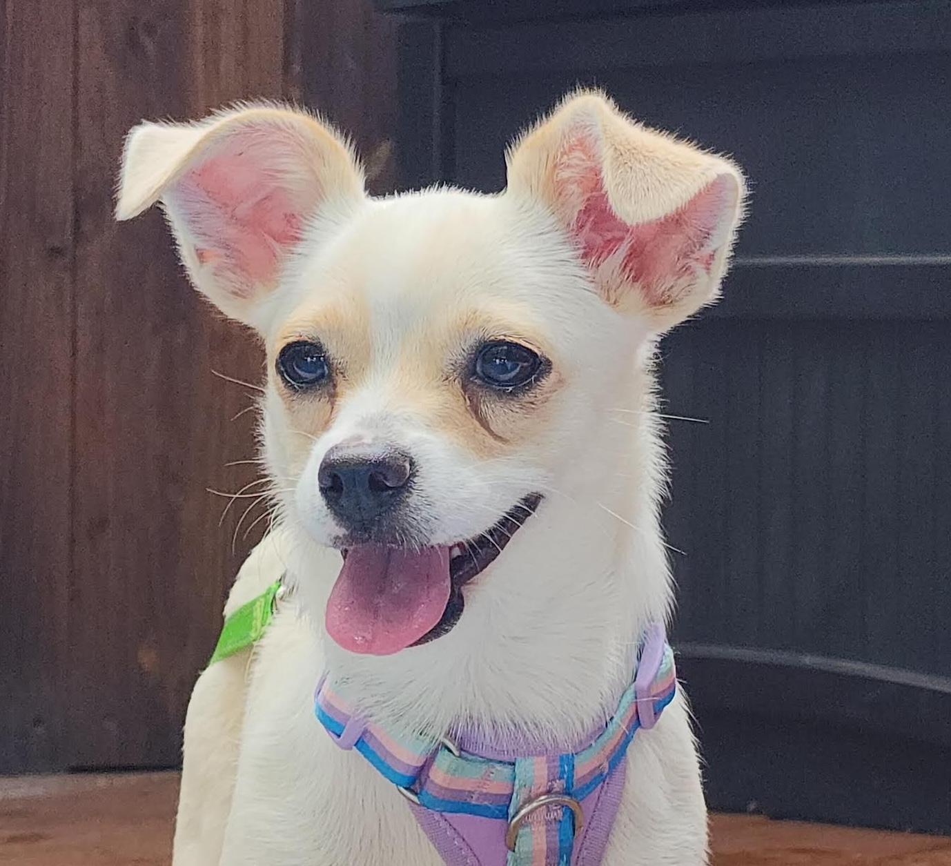 Fergie, a ADOPTABLE mixed breed in Cumming, GA image 1/6
