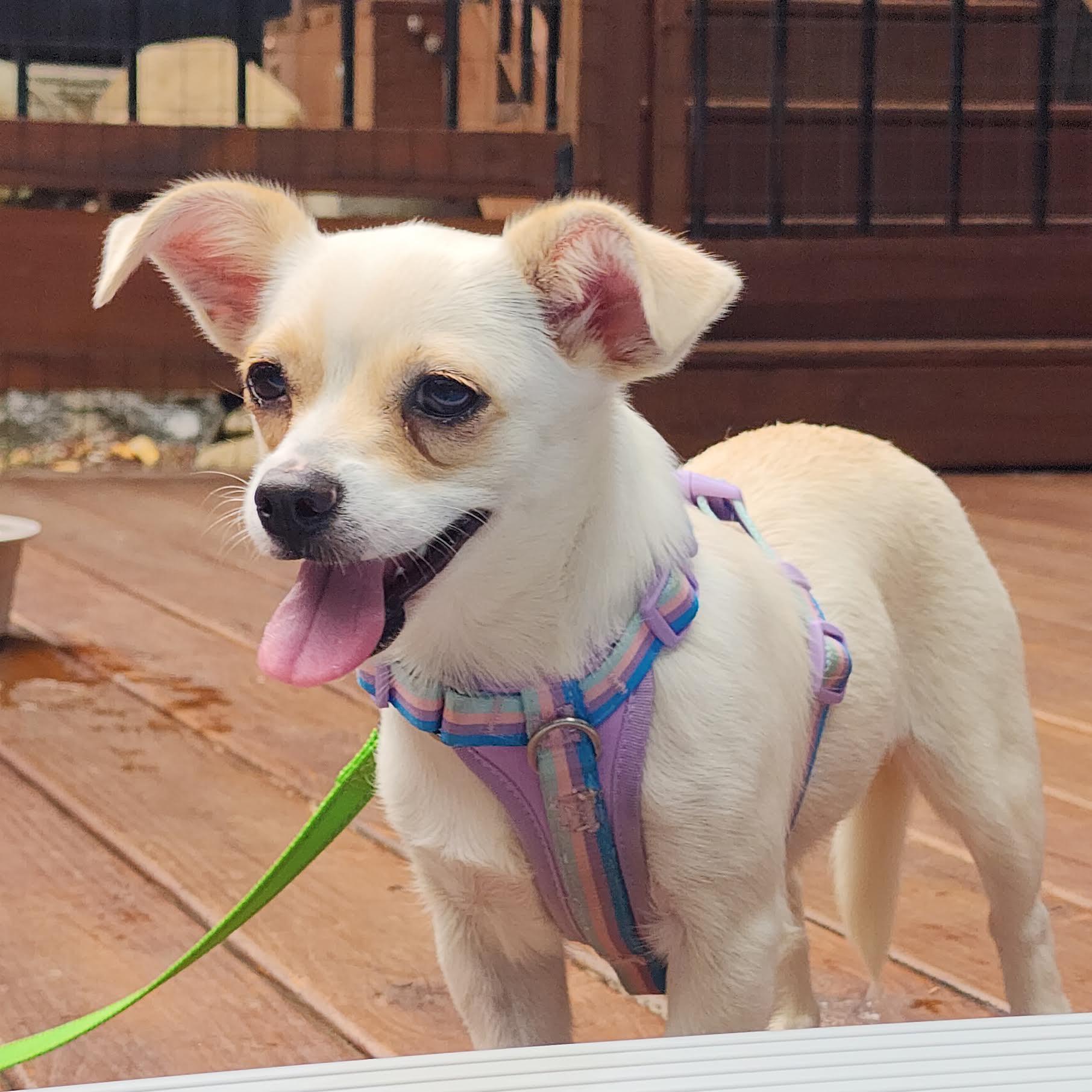 Fergie, a ADOPTABLE mixed breed in Cumming, GA image 4/6