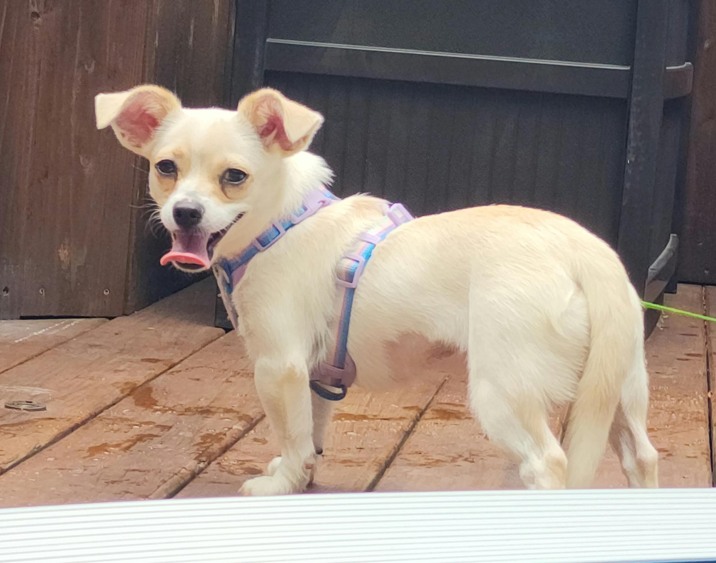 Fergie, a ADOPTABLE mixed breed in Cumming, GA image 6/6