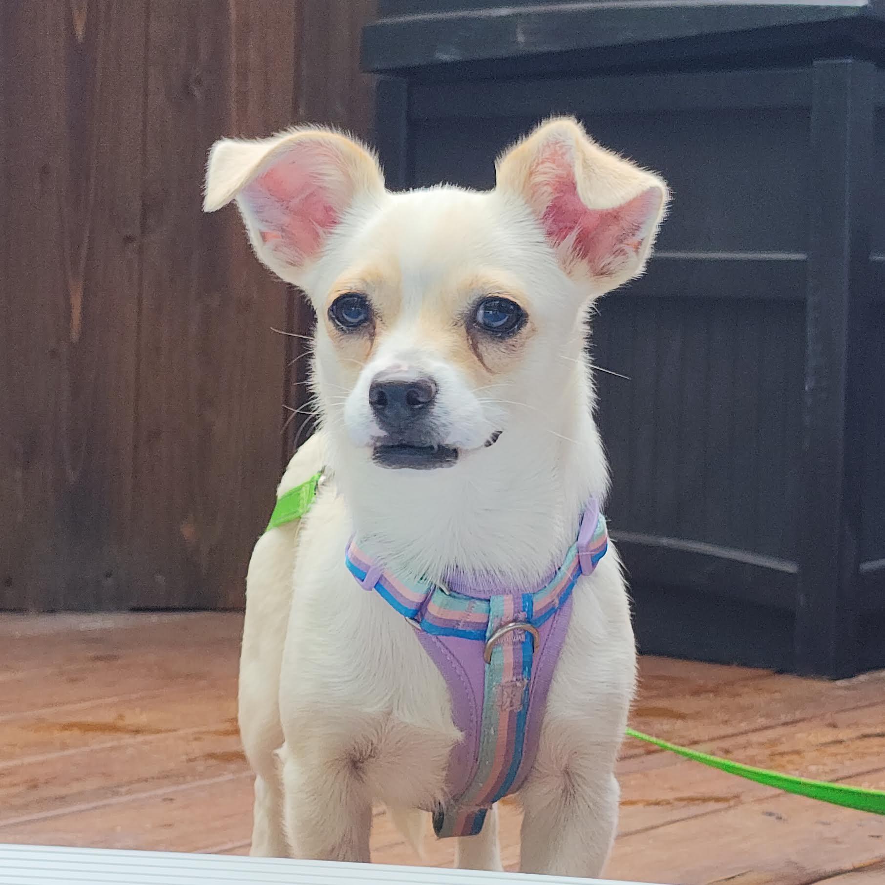 Fergie, a ADOPTABLE mixed breed in Cumming, GA image 5/6