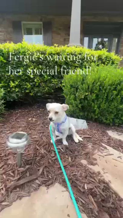 Enlarge Fergie, a ADOPTABLE mixed breed in Cumming, GA video 2/6
