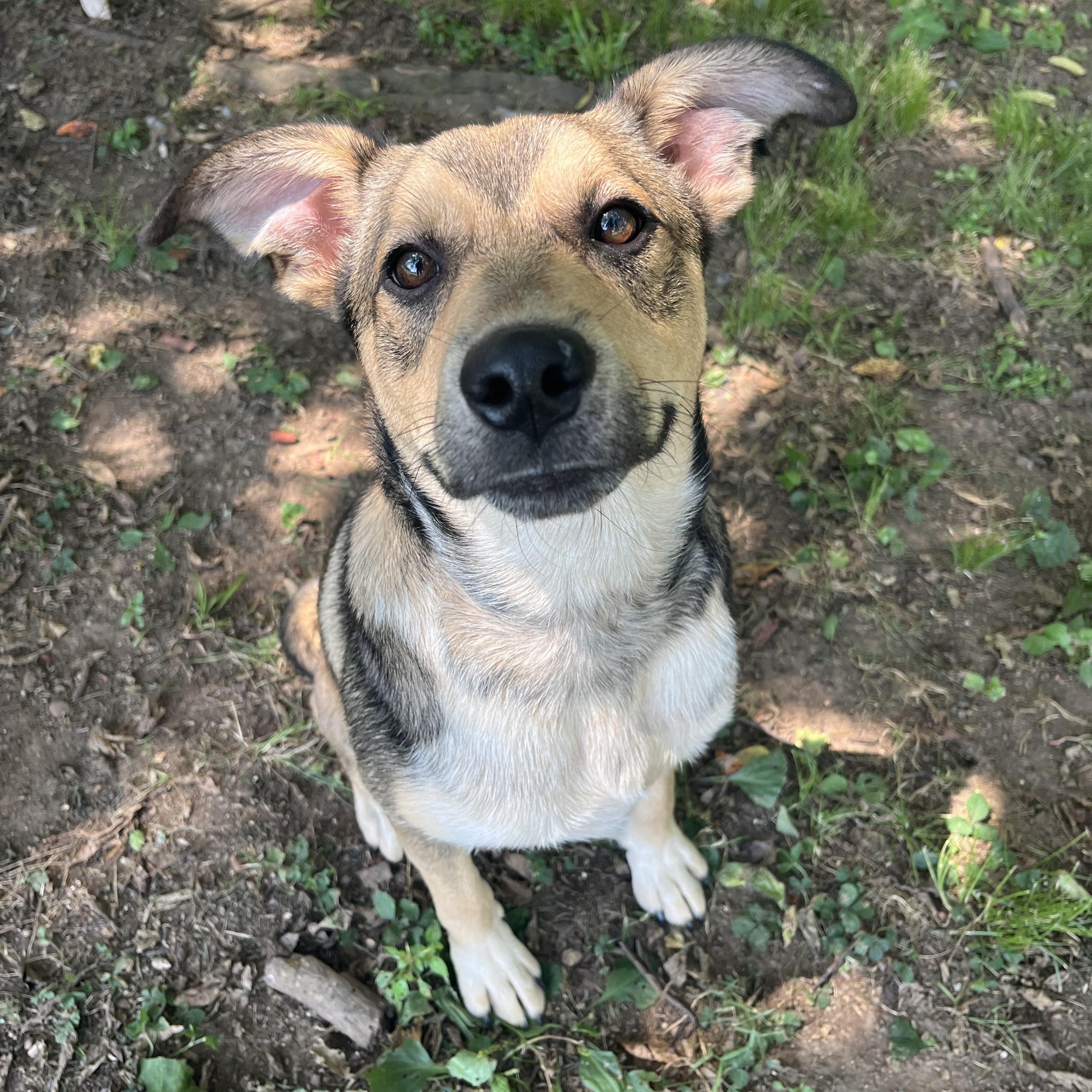 Edison Shepherd Dog
