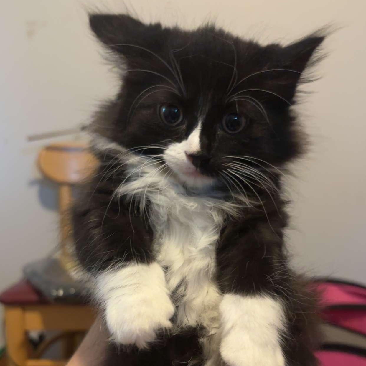 Ozzy