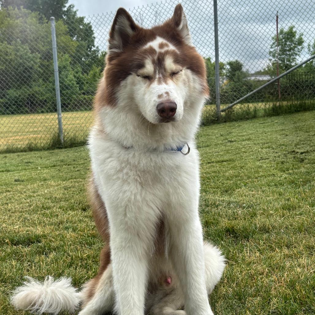 Yount, Adoptable, Adult Male Husky.