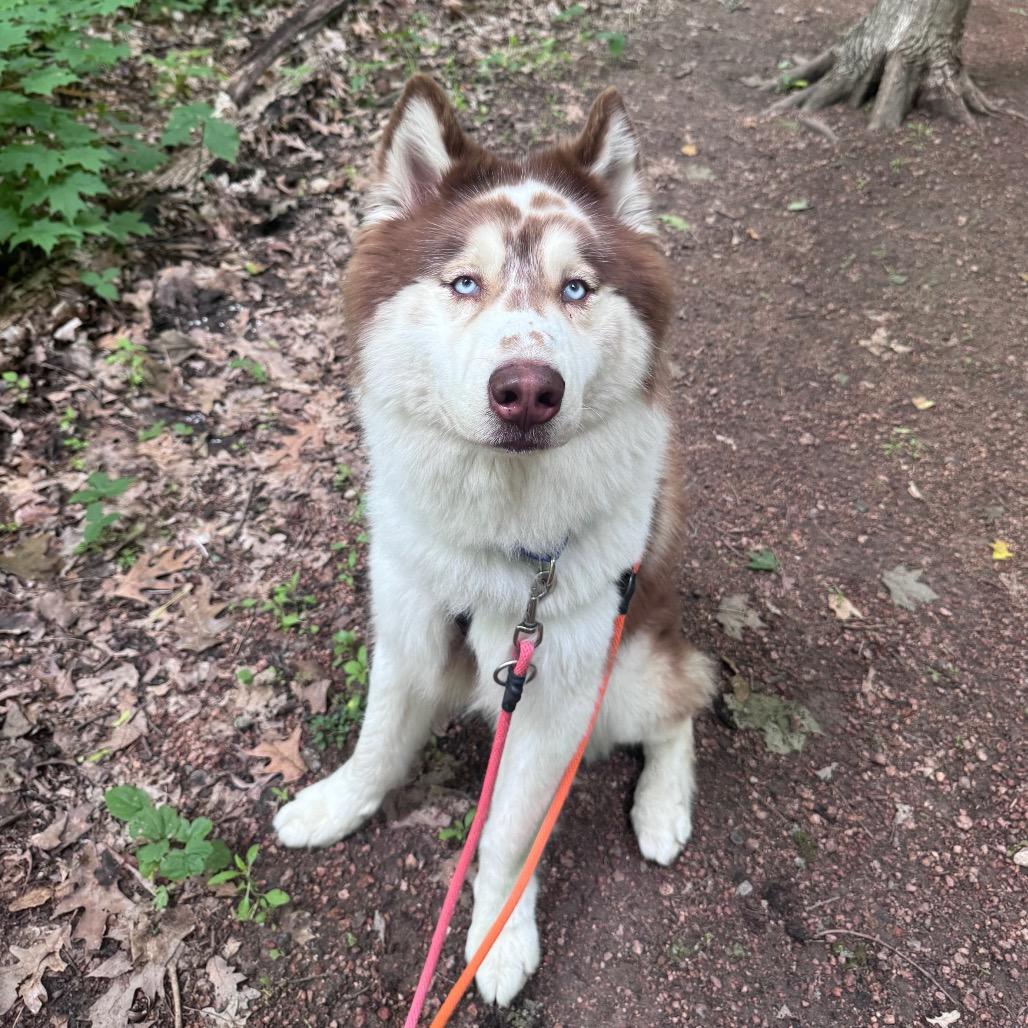 Enlarge Yount, a Adoptable Husky in Brookfield, WI image 2/6