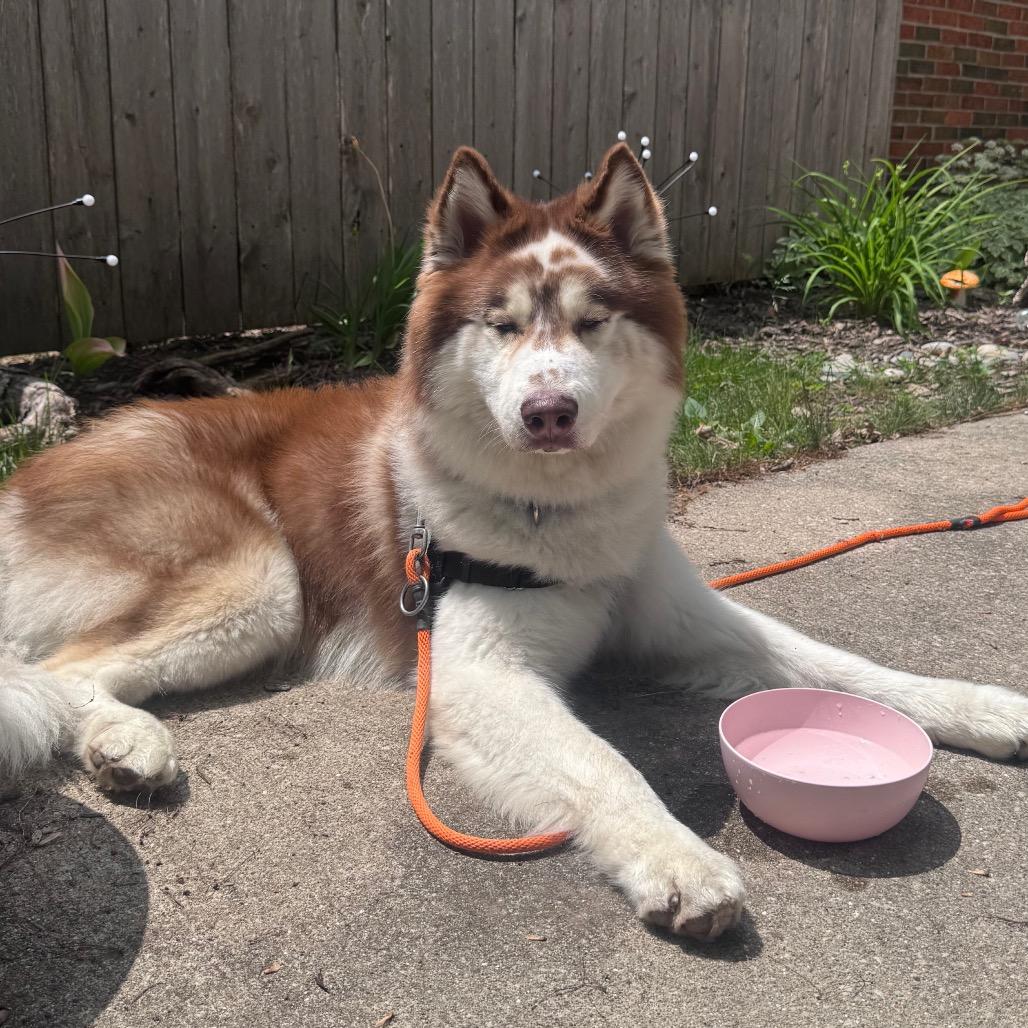 Enlarge Yount, a Adoptable Husky in Brookfield, WI image 3/6