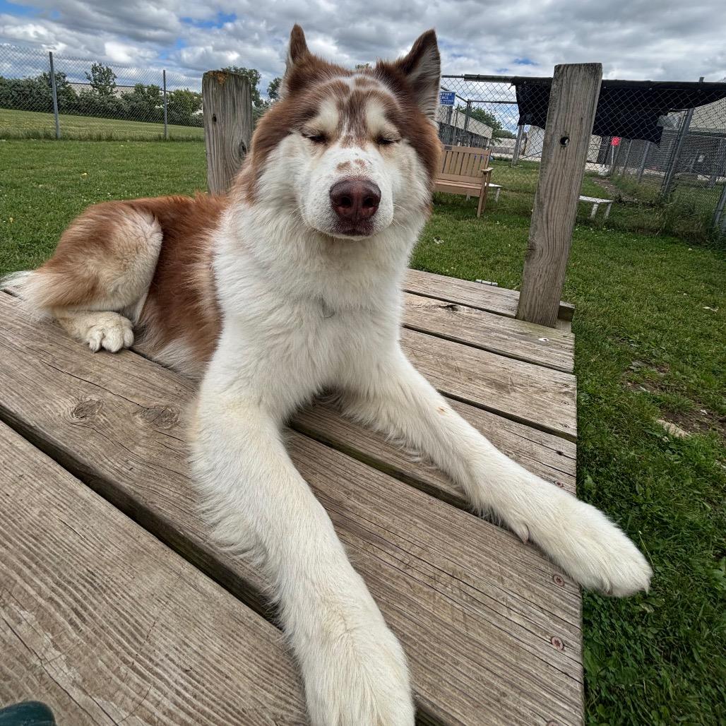 Enlarge Yount, a Adoptable Husky in Brookfield, WI image 4/6