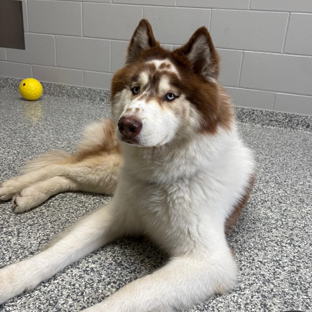 Enlarge Yount, a Adoptable Husky in Brookfield, WI image 5/6