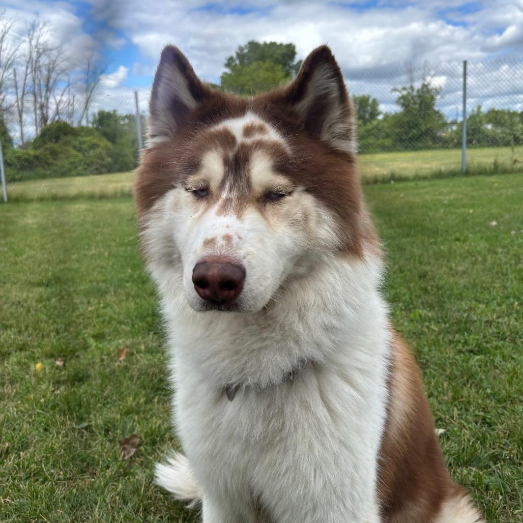 Enlarge Yount, a Adoptable Husky in Brookfield, WI image 6/6