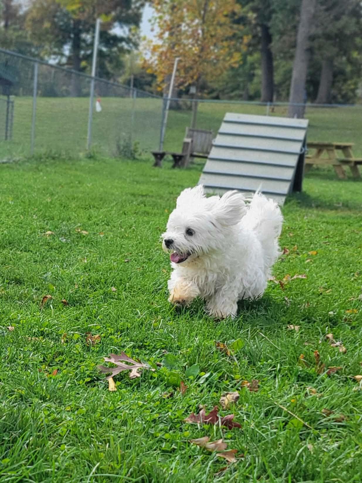 Enlarge Toby, a Adoptable Maltese in Chambersburg, PA image 4/4