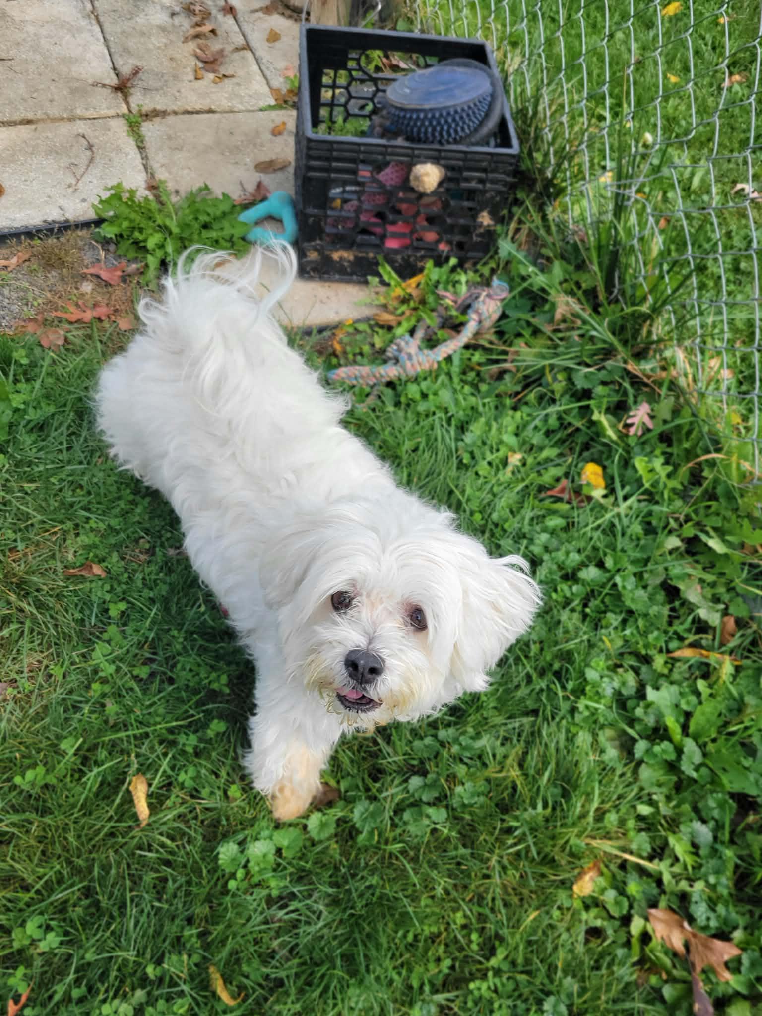 Toby, Adoptable, Senior Male Maltese.