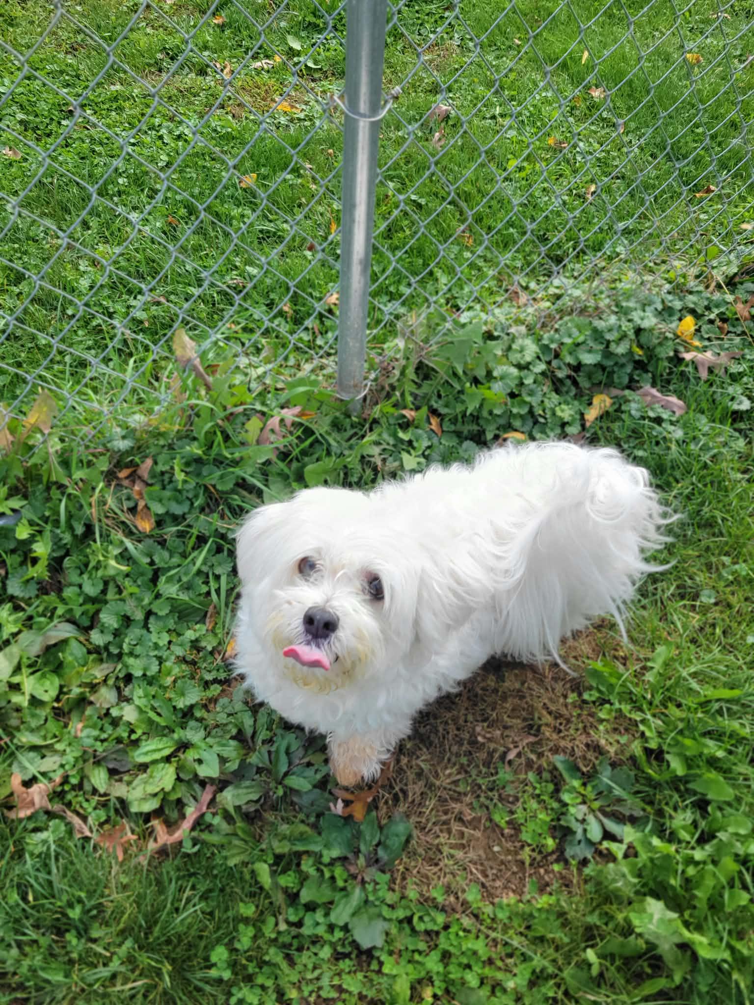 Enlarge Toby, a Adoptable Maltese in Chambersburg, PA image 2/4