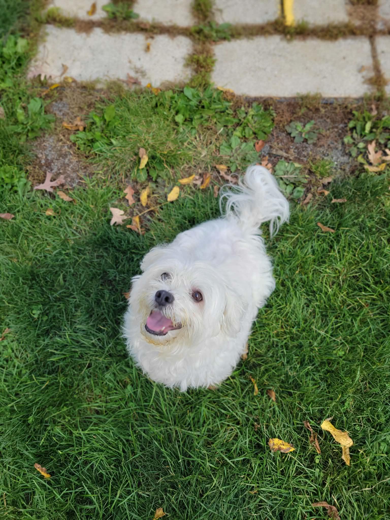 Enlarge Toby, a Adoptable Maltese in Chambersburg, PA image 3/4