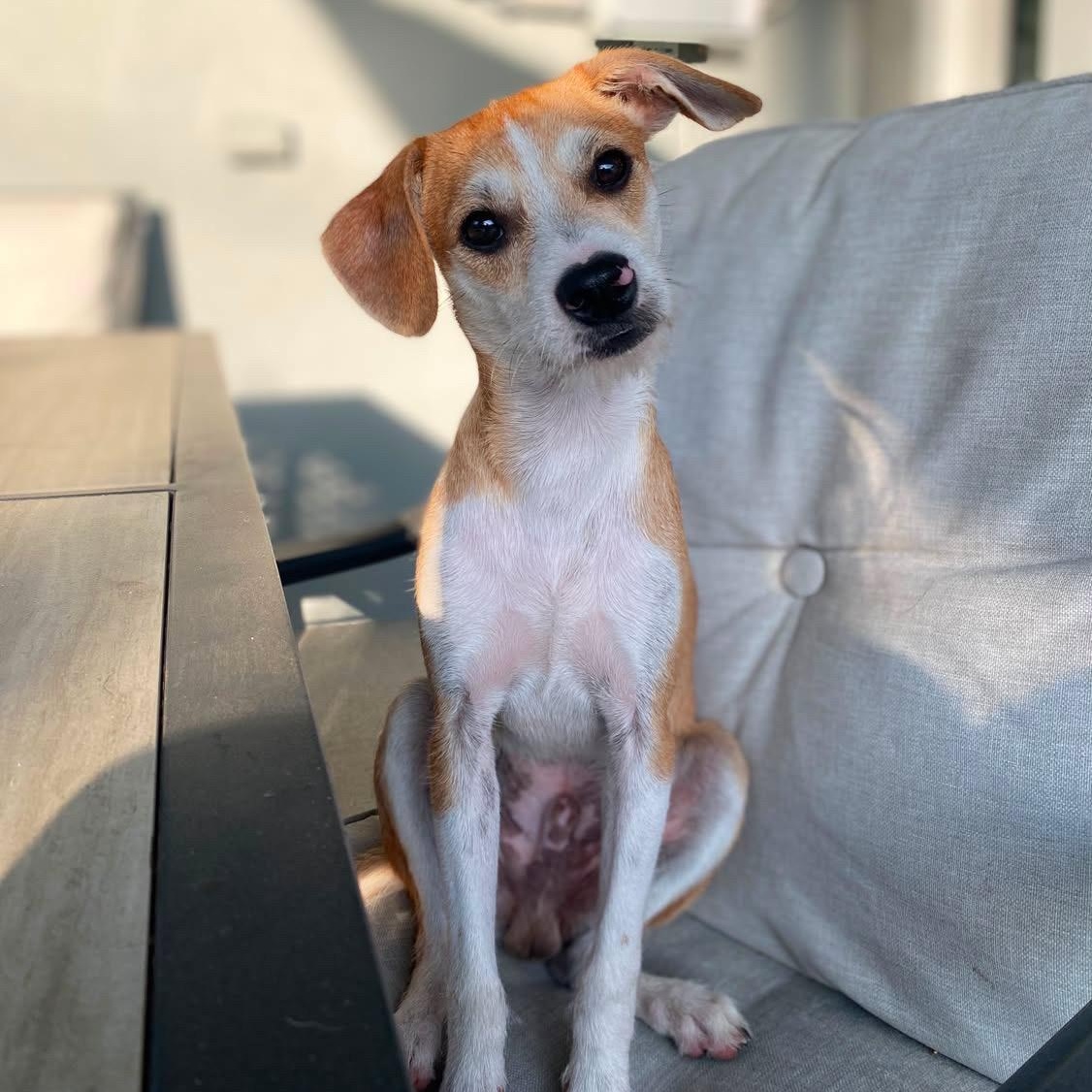 Antonio, ADOPTABLE, Young Male Jack Russell Terrier & Beagle.