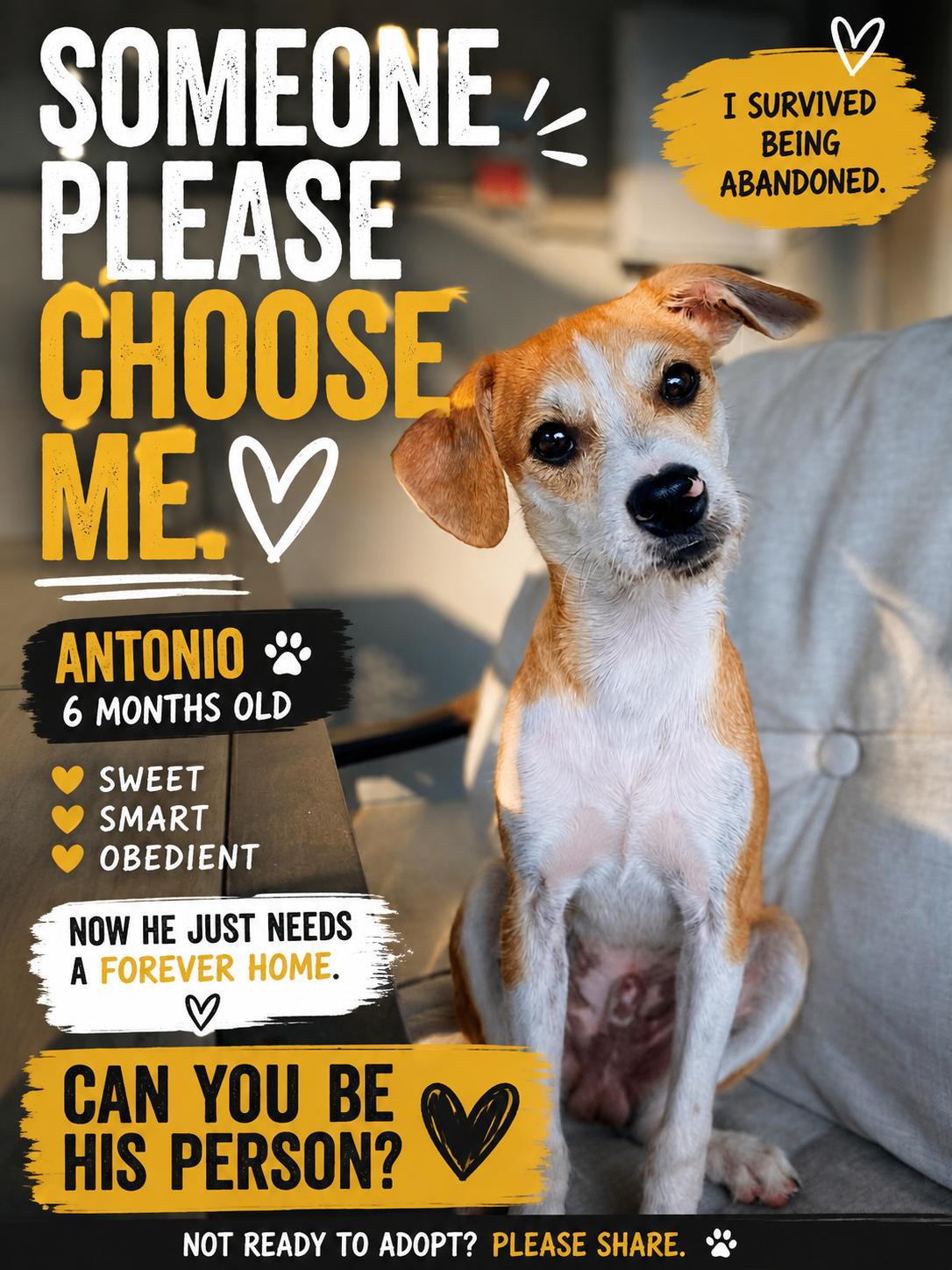 Antonio, a ADOPTABLE mixed breed in Redlands , CA image 4/4