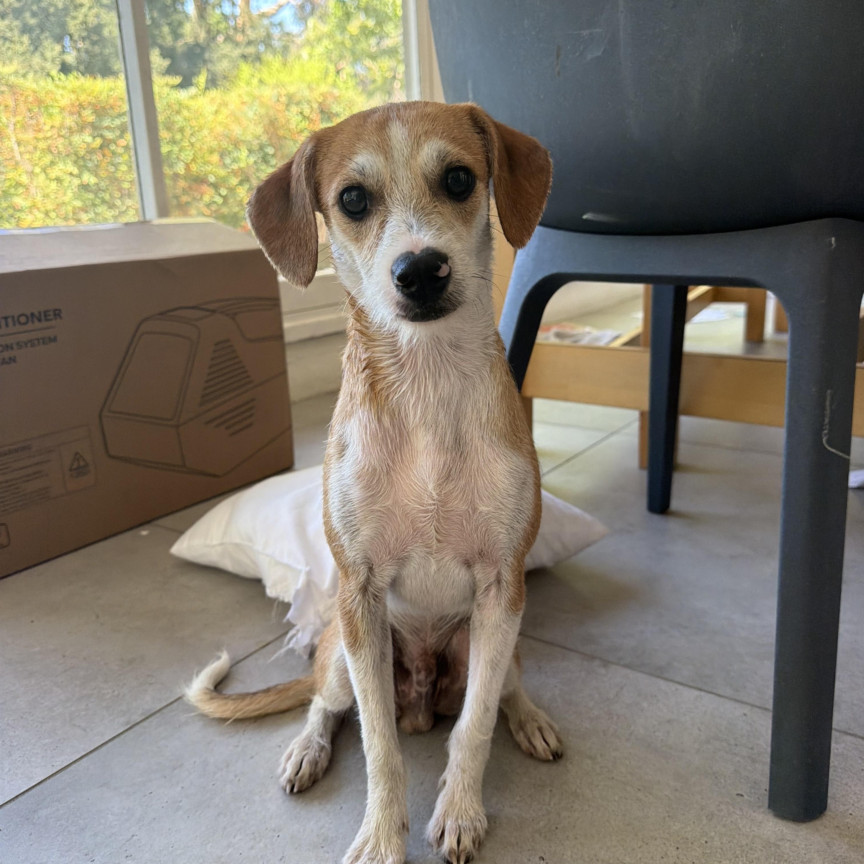 Antonio, a ADOPTABLE mixed breed in Redlands , CA image 2/4