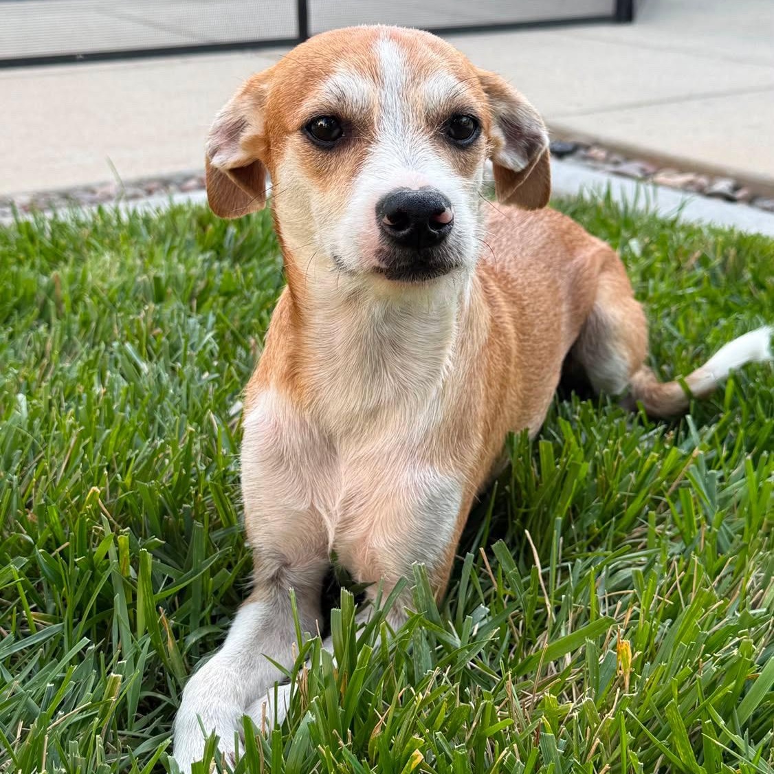 Antonio, a ADOPTABLE mixed breed in Redlands , CA image 3/4