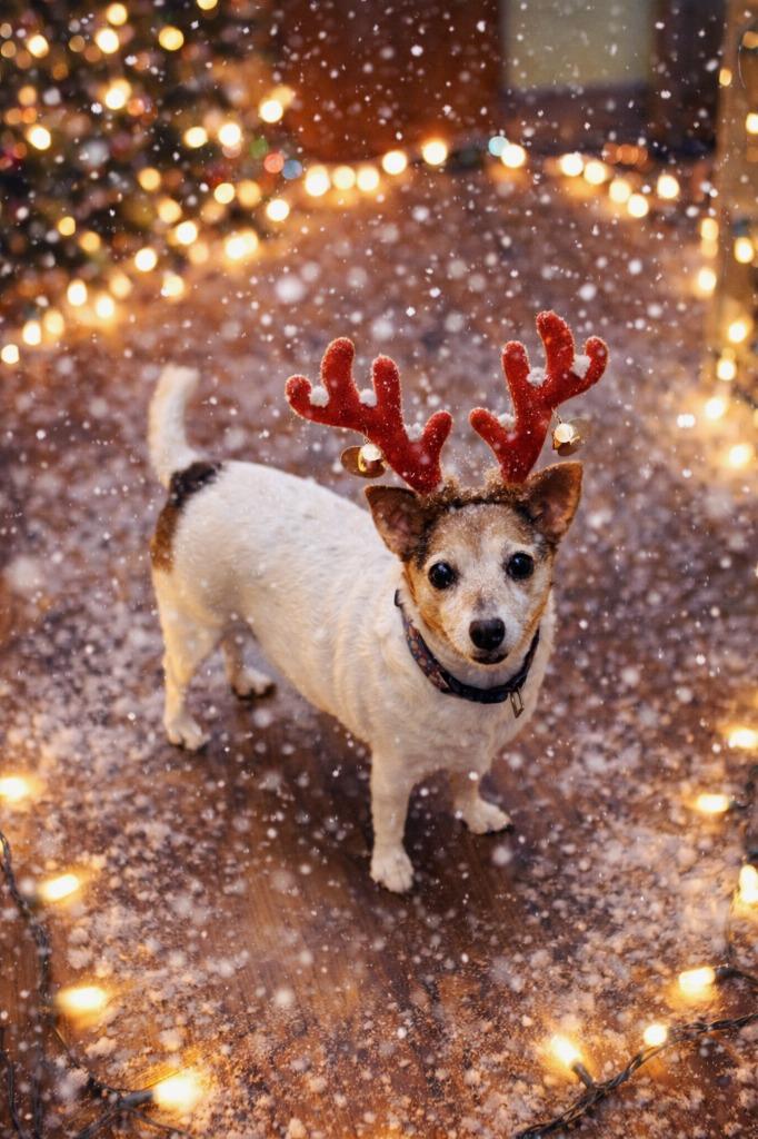 Shadow, Adoptable, Adult Female Jack Russell Terrier.