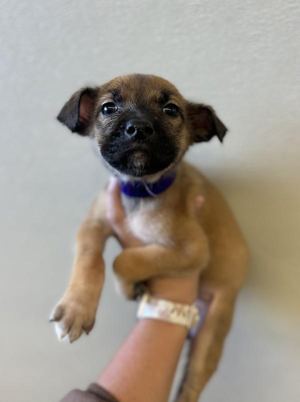 Dixie, Adoptable, Puppy Female Shepherd.