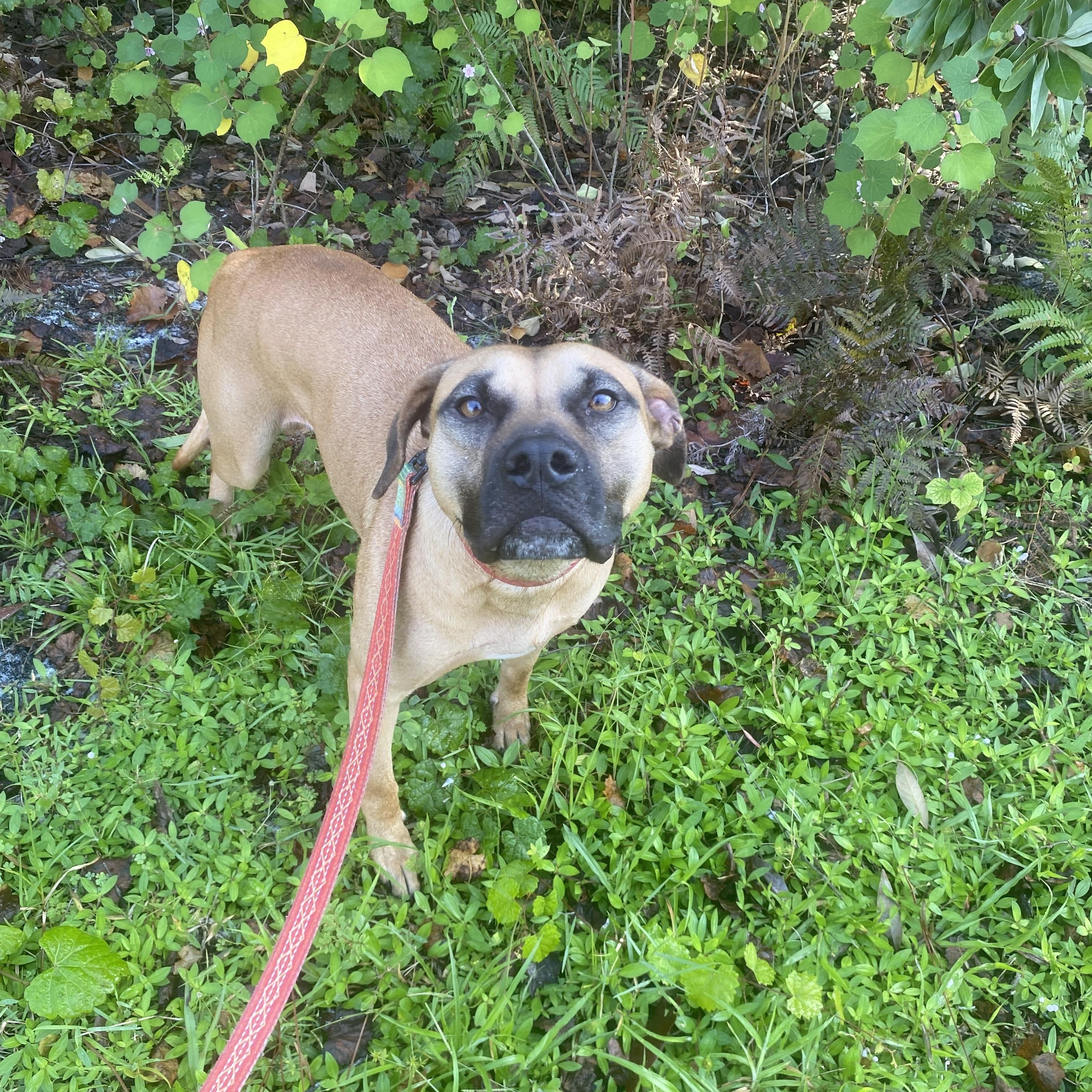 Enlarge Twinkle, a Adoptable mixed breed in palm bay, FL image 1/2