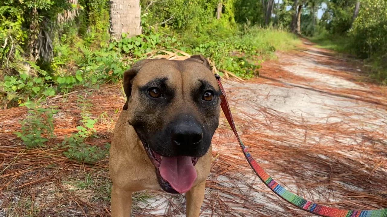 Enlarge Twinkle, a Adoptable mixed breed in palm bay, FL video 2/2