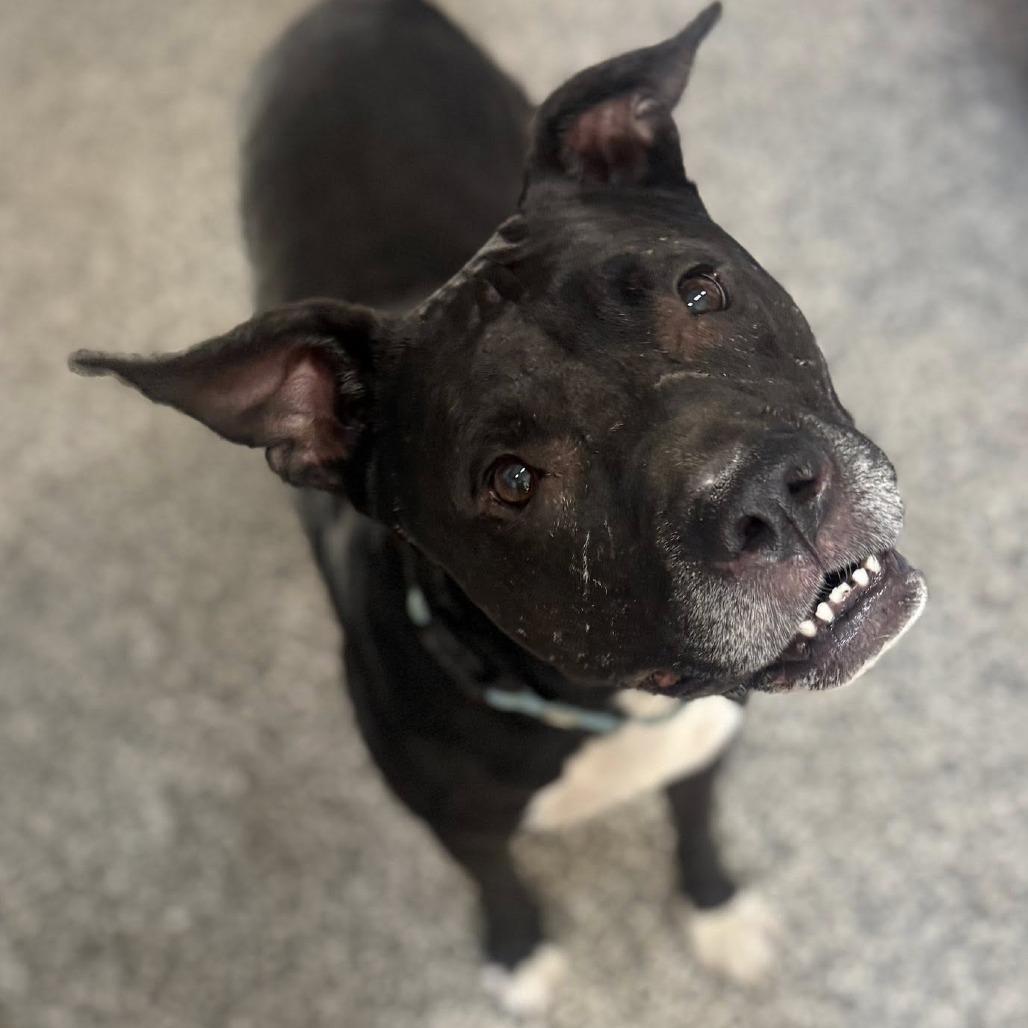 Chapo, Adoptable, Adult Male American Staffordshire Terrier & Pit Bull Terrier.