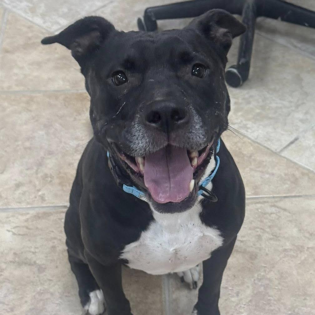 Enlarge Chapo, a Adoptable mixed breed in Collinsville , OK image 2/6